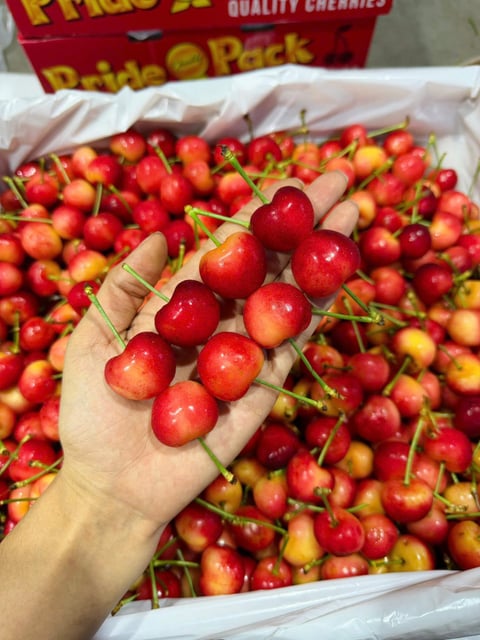 Cherry Vàng Mỹ M&R Size 10