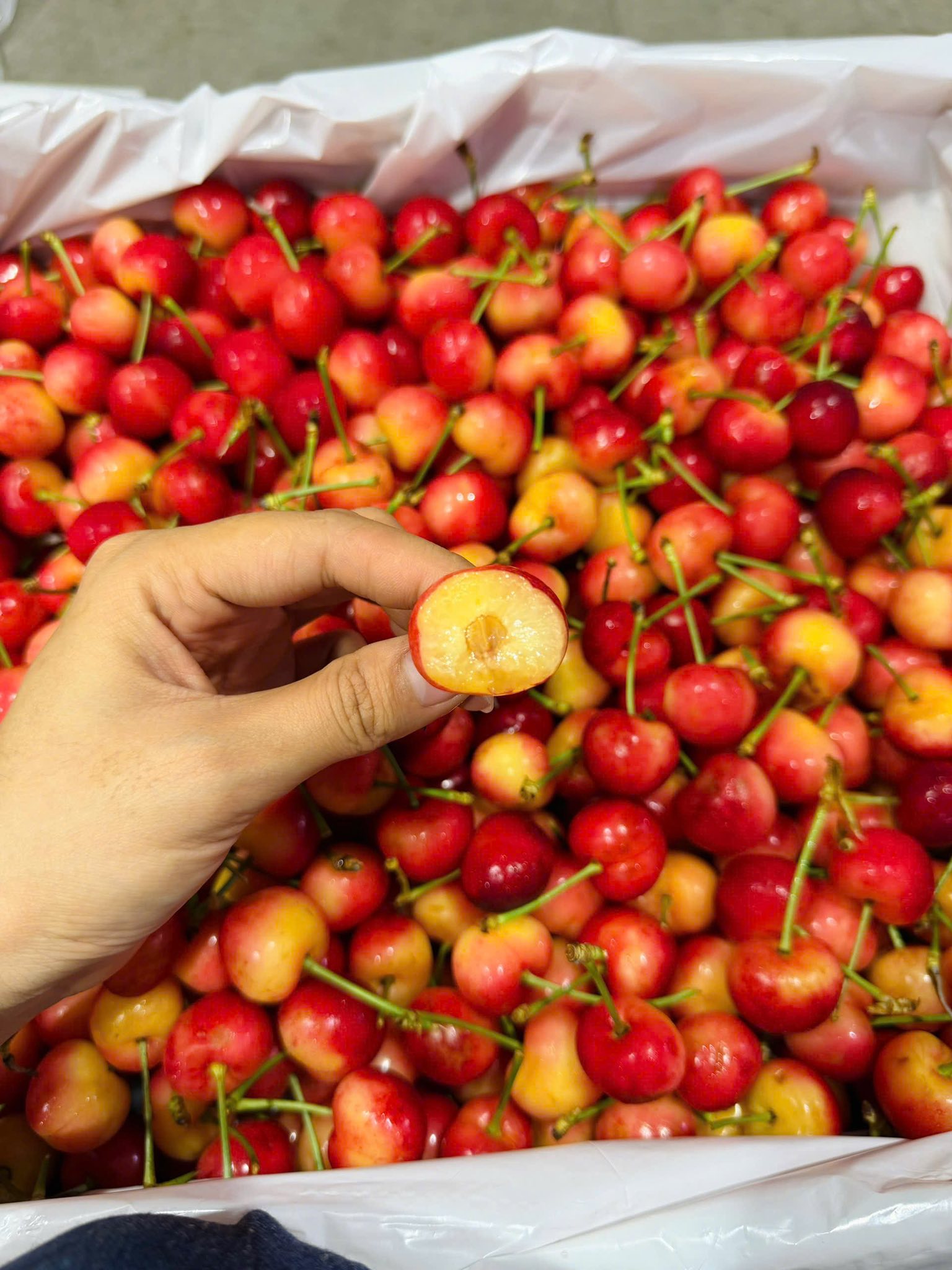 Cherry Vàng Mỹ M&R Size 10