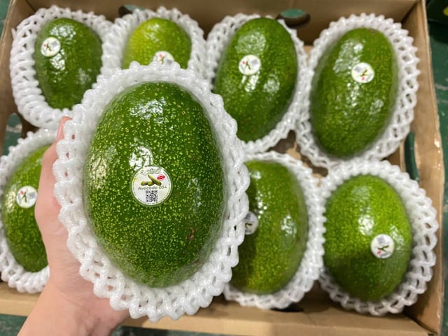 Bơ Cuba Nguyên Thùng 4kg