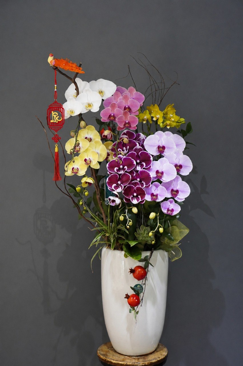 Chậu Lan Hồ Điệp KG282