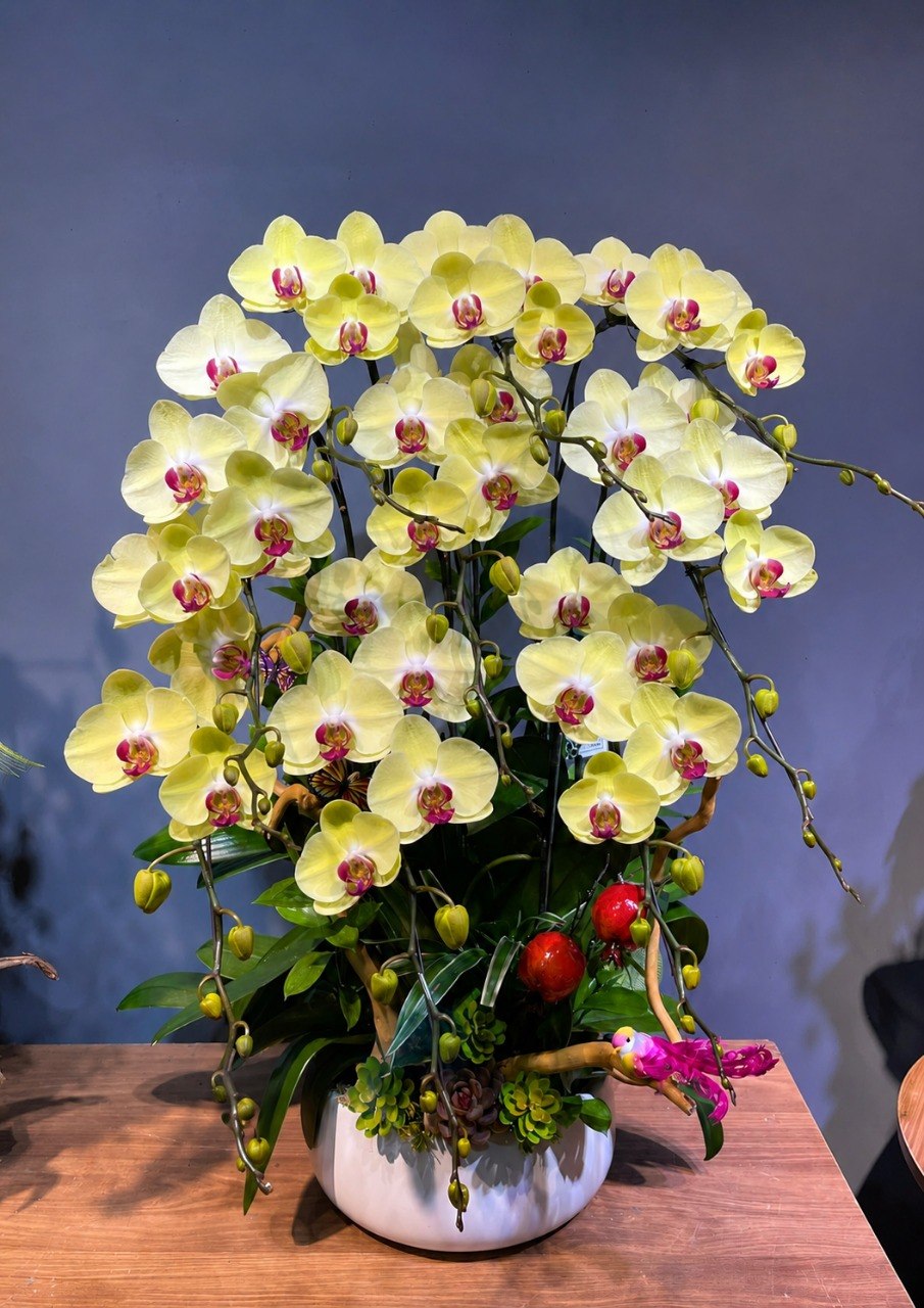 Chậu Lan Hồ Điệp KG280
