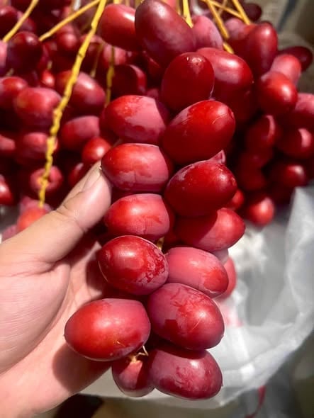 Chà Là Tươi ( Đỏ )