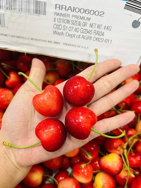 Cherry Vàng Mỹ Stemilt Size 9